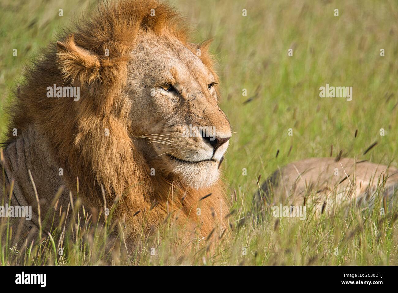 Löwen im Tsavo East und Tsavo West National Park Stockfoto
