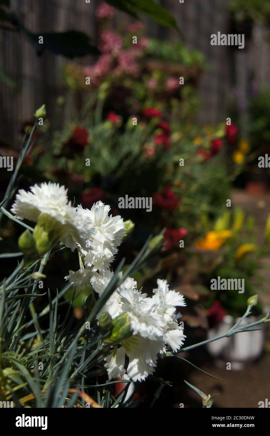 Weiße Dianthus cruentus Blumen mit bunten weichen Fokus Hintergrund Stockfoto