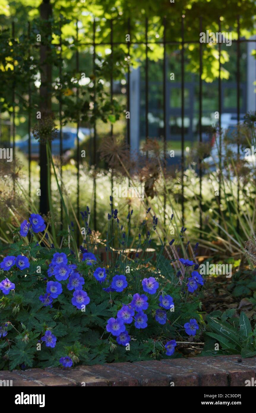 Geranien in einem schattigen Blumenbeet an einem sonnigen Sommerabend Stockfoto