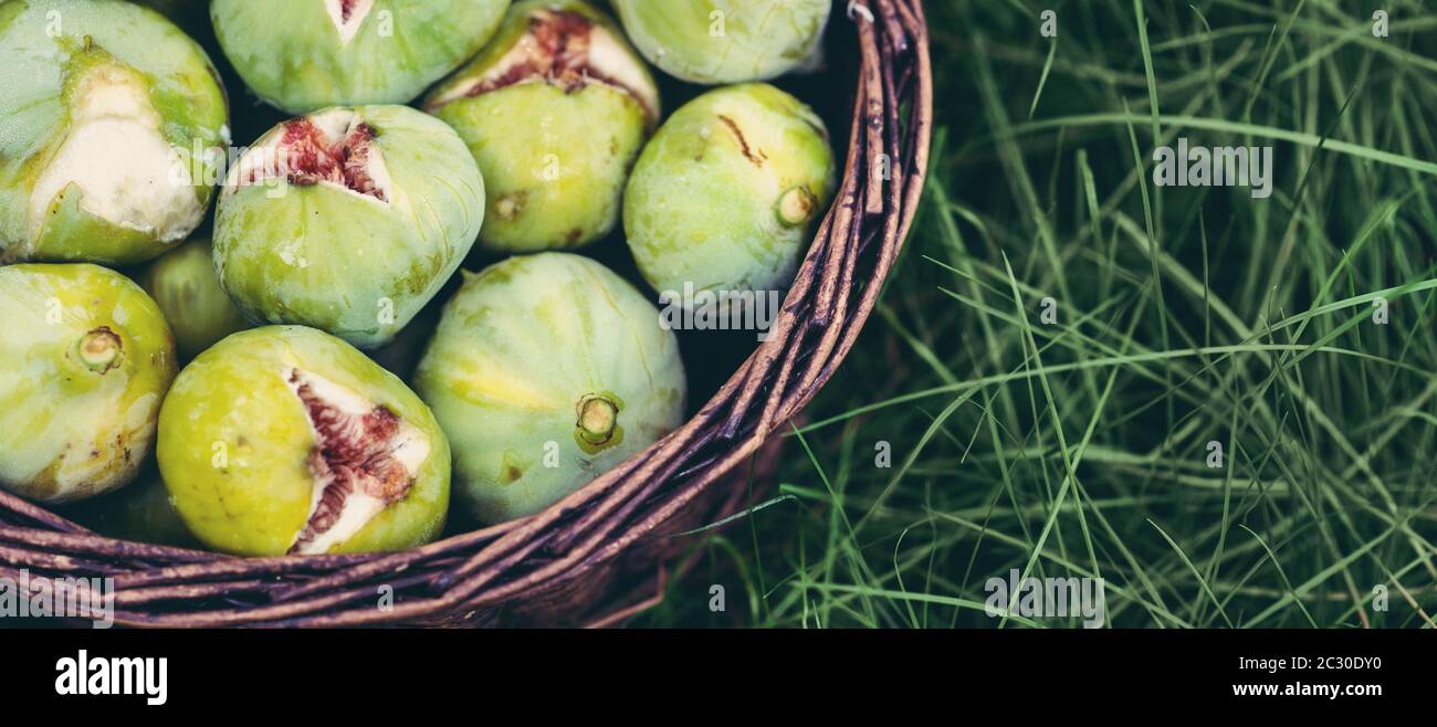 Schließen Sie frische grüne Feigen mit grünen Blättern in einem Korbbbbbanner-Format Stockfoto