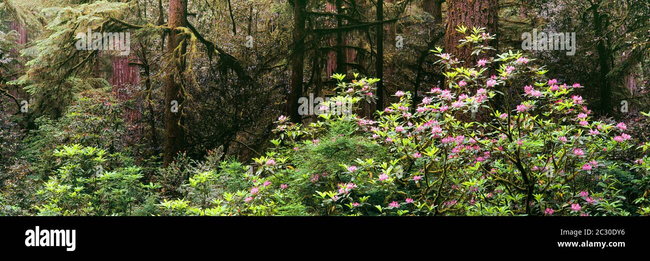 Rosa Rhododendronen blühen im Redwood Wald von Jedediah Smith Redwood State Park, Kalifornien, USA Stockfoto
