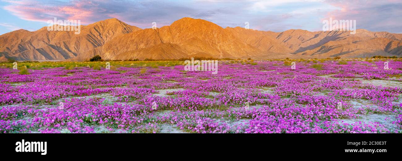 Lila Wildblumen blühen vor braunen kargen Hügeln, La Jolla, Kalifornien, USA Stockfoto