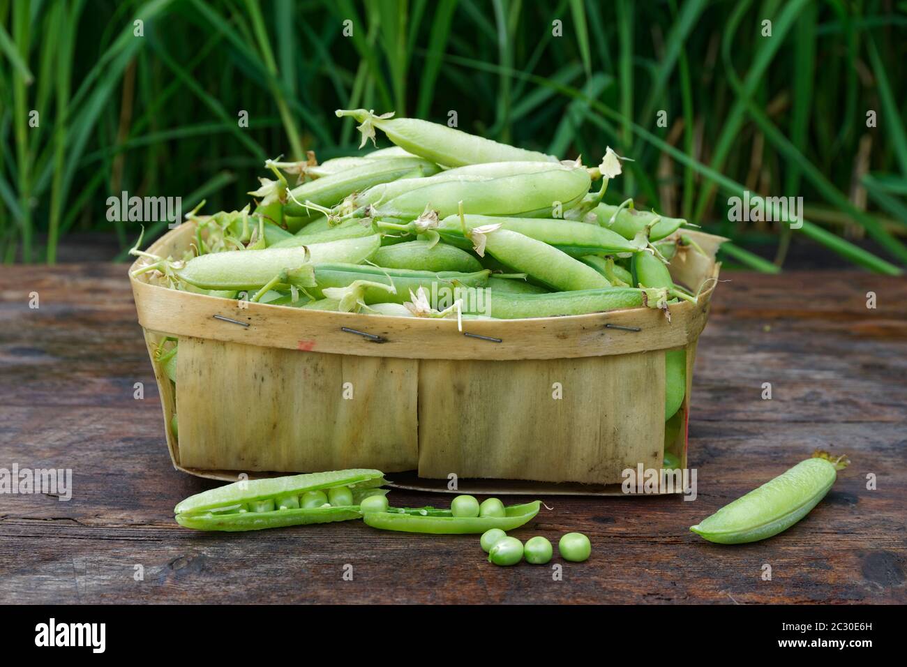 Ernte von grünen Erbsen aus dem Gemüsegarten Stockfoto