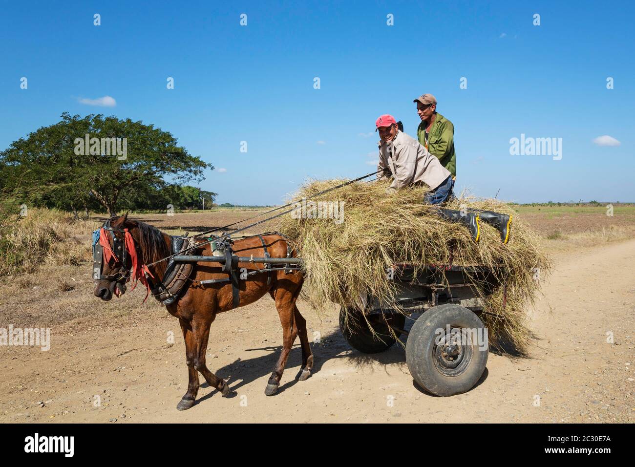 Sammeln von Heu für Futtermittel, in der Nähe von Manzanillo, Kuba Stockfoto