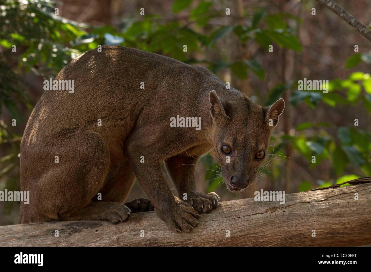 Fossa (Cryptoprocta ferox) auf Baum, Kirindy Forest, Morondava, Madagaskar Stockfoto