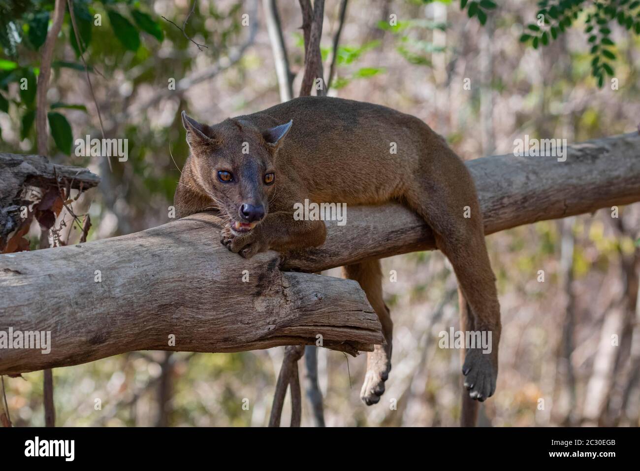 Fossa (Cryptoprocta ferox) auf Baum, Kirindy Forest, Morondava, Madagaskar Stockfoto