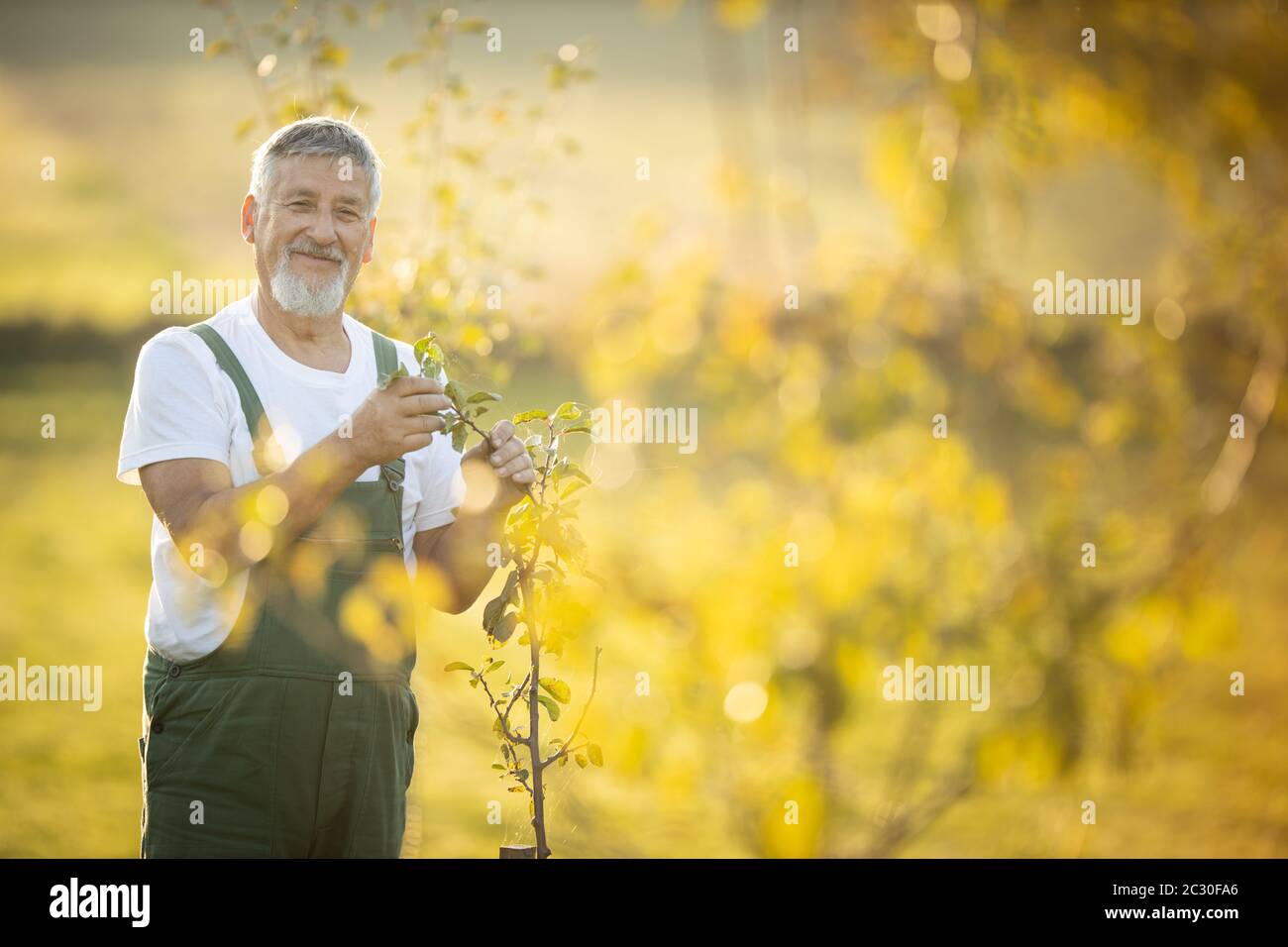Senior Gärtner Gartenarbeit in seine Permakultur Garten - Kontrolle junge Obstbäume in seinem Obstgarten Stockfoto
