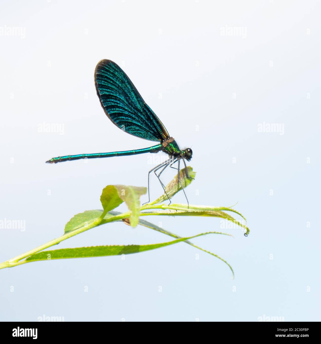 Schöne Libelle Insekt mit Platz für Ihre Inhalte Stockfoto