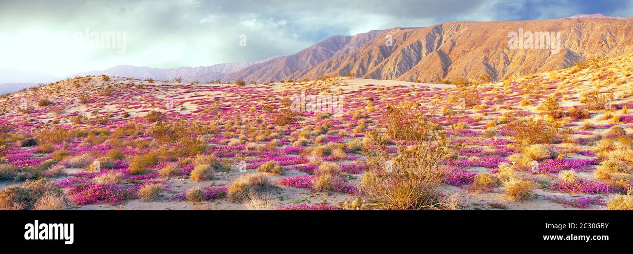 Blühende Eisenkraut bedeckt den Wüstenboden im Anza-Borrego Desert State Park, Kalifornien, USA Stockfoto