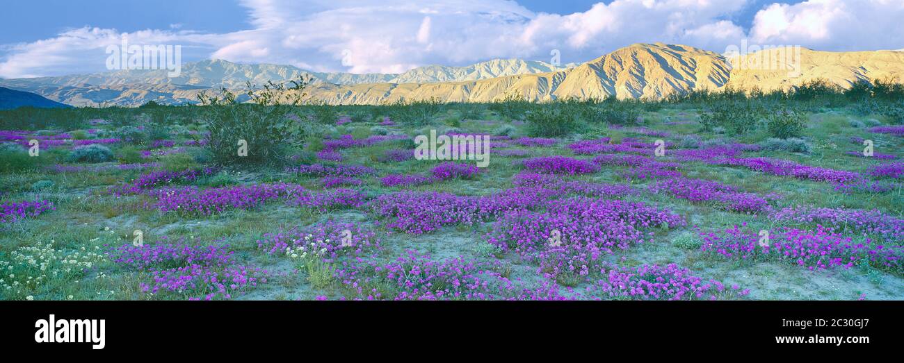 Blühende Verbena Teppiche Talboden in Borrego Springs, Kalifornien, USA Stockfoto