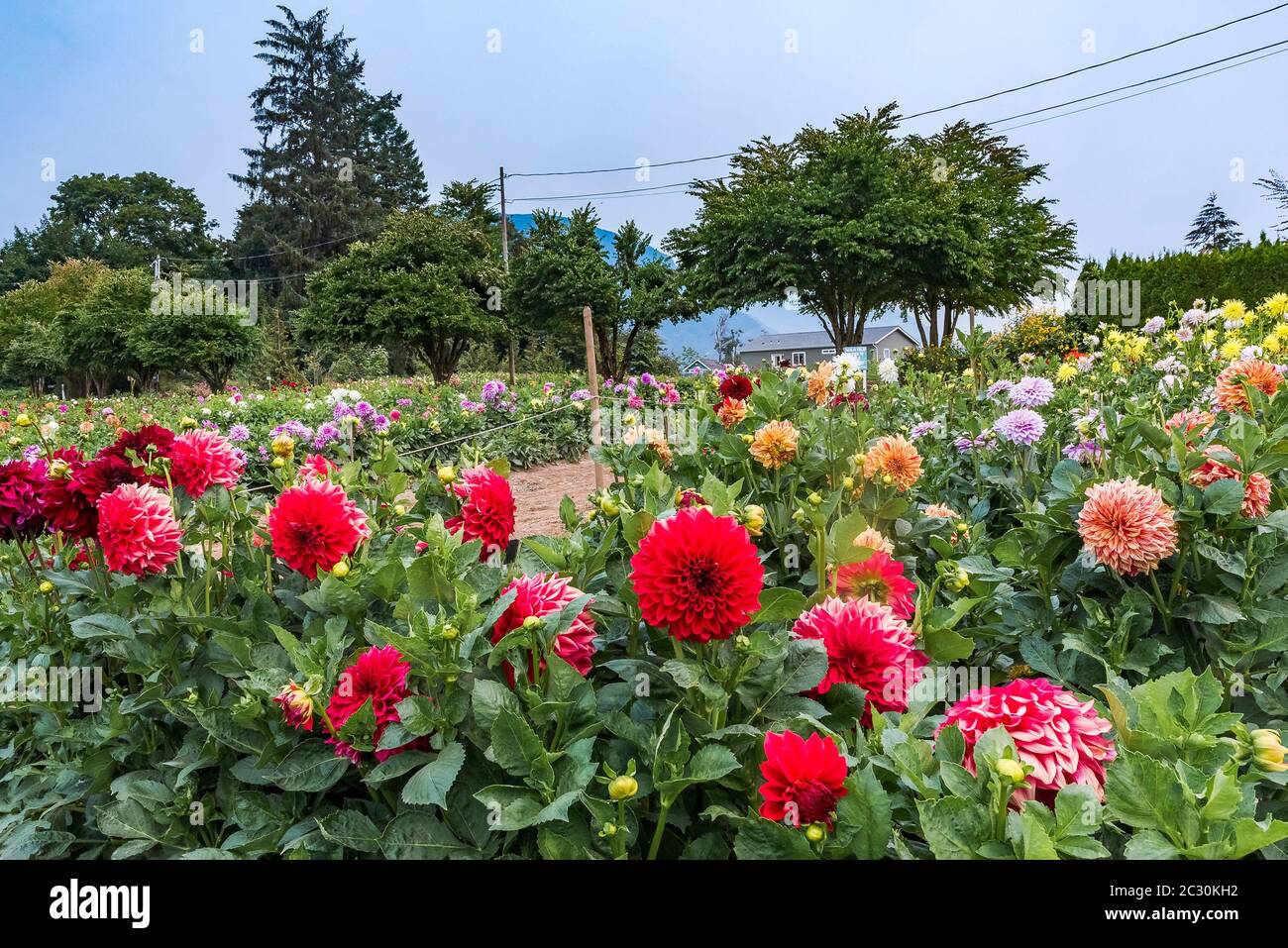 Dahlie zeigen, Garten, ferncliff Gärten, Mission, Britisch-Kolumbien, Kanada Stockfoto