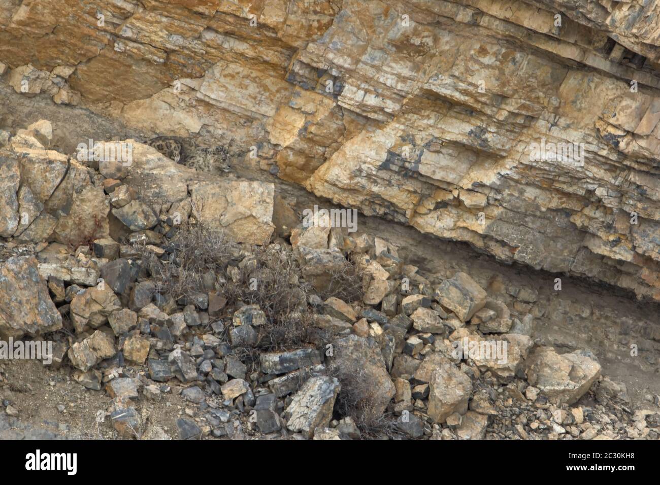 Schneeleopard (Panthera uncia) im himalaya-Berghabitat in der Nähe des Kibber Village im Spiti Valley, Himachal Pradesh, Indien. Stockfoto