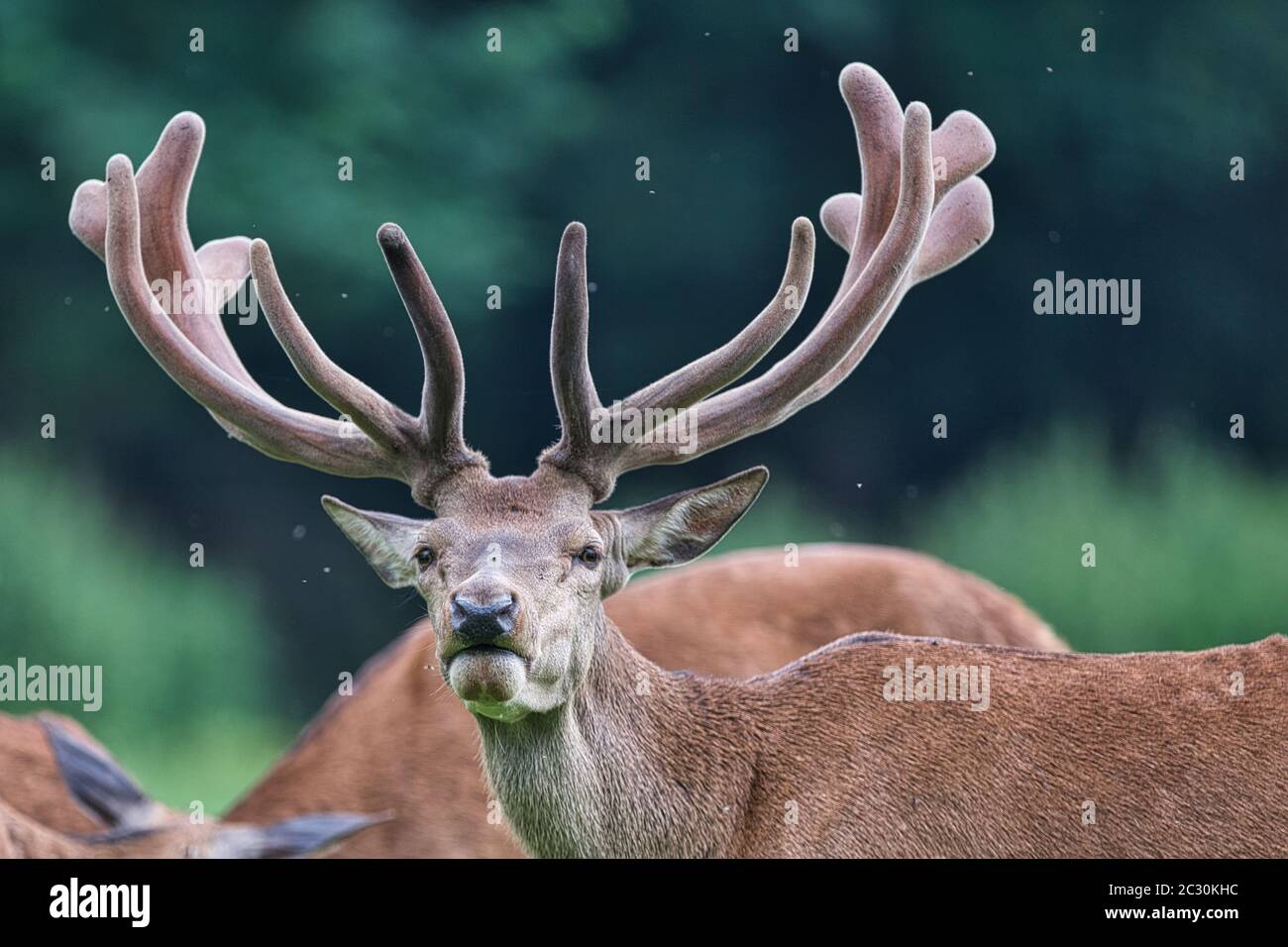 Dama dama, Dammwild, Männchen, Hirsch, Waldholz, Wild, Damhirsch, Cervidae Stockfoto