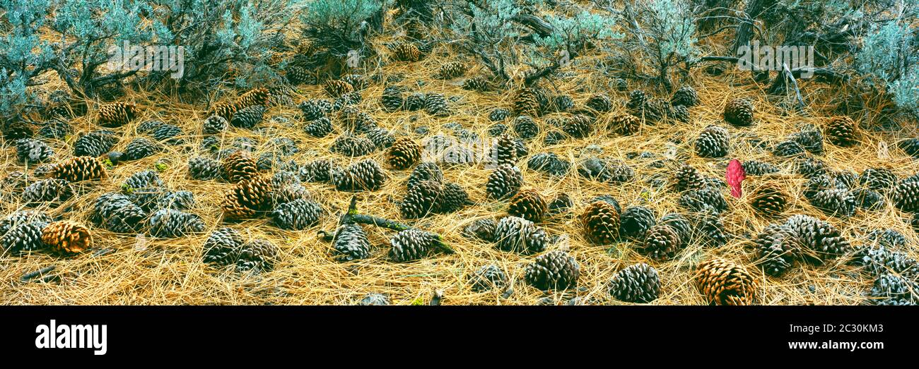 Schneepflanze (Sarcodes sanguinea) unter Pinienzapfen, Chuchupate Campground, Los Padres National Forest, California, USA Stockfoto