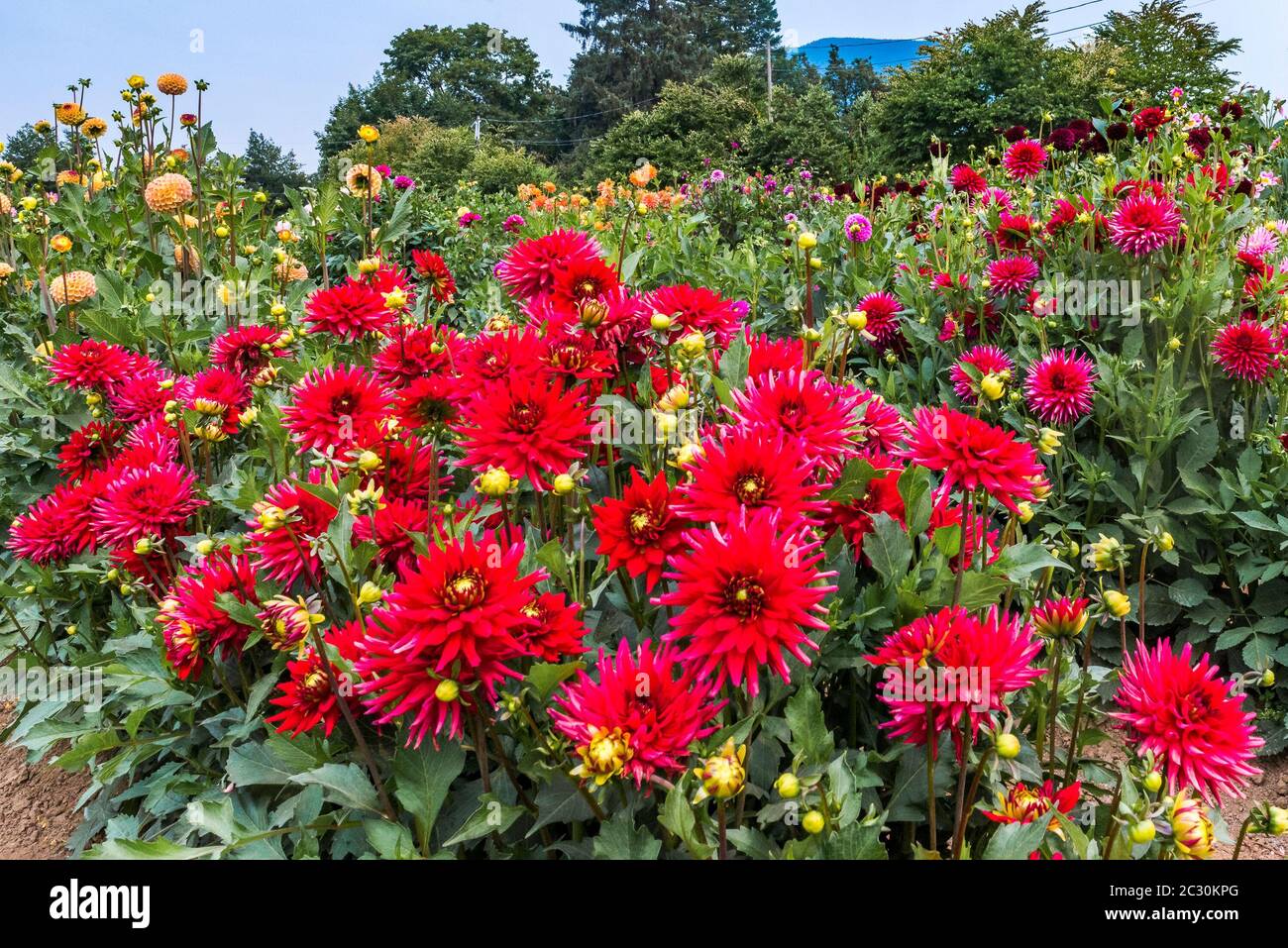 Dahlie zeigen, Garten, ferncliff Gärten, Mission, Britisch-Kolumbien, Kanada Stockfoto