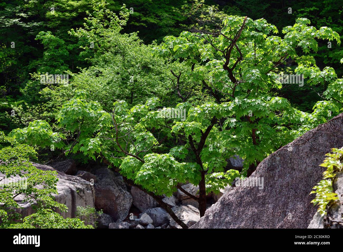 Diamond Mountains. DPRK. Mt.Kumgang Trekking Route. Korean Ahorn zwischen Felsen Stockfoto