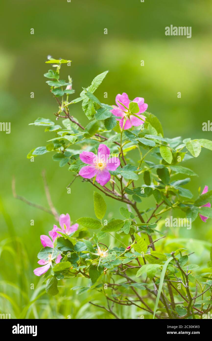 Nahaufnahme der stacheligen Wildrose (Rosa acicularis), USA Stockfoto