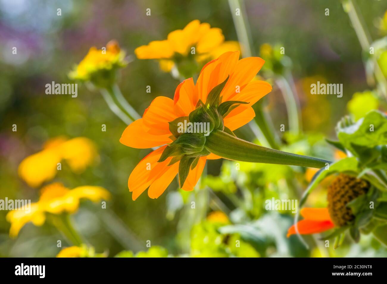 Mexikanische Sonnenblume (Tithonia rotundifolia), Coastal Maine Botanical Gardens, Boothbay Harbor, Maine, USA Stockfoto