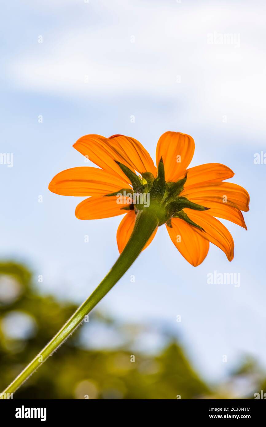 Nahaufnahme von Mexican Sunflower (Tithonia rotundifolia), Boothbay Harbor, Maine, USA Stockfoto