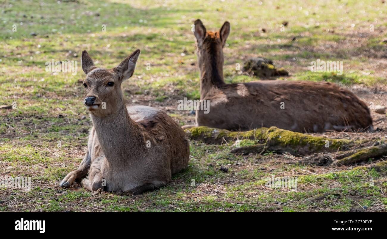 Sika-Hirsche, die frei im Nara Park, Japan, herumlaufen. Stockfoto