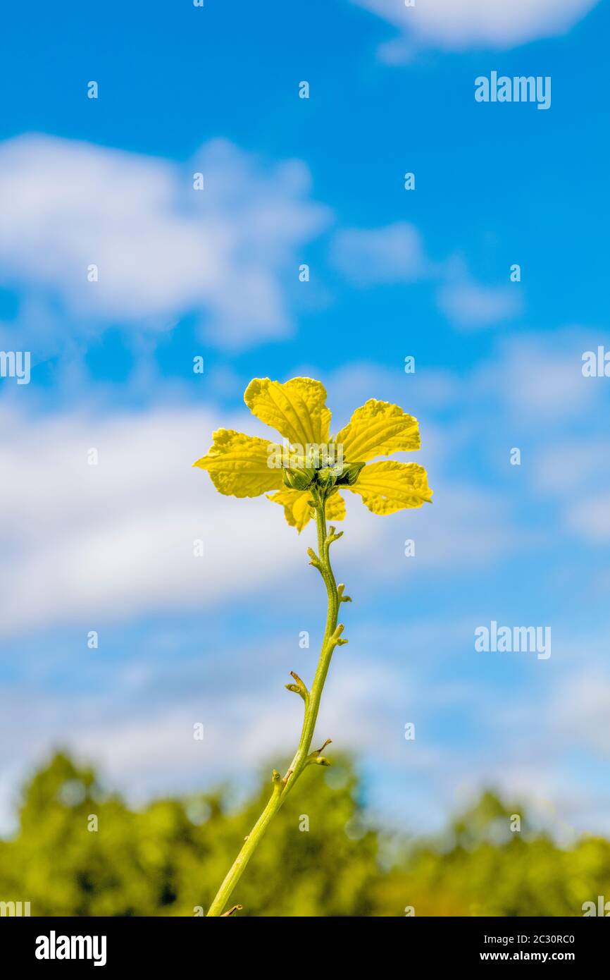 Nahaufnahme von Blume, Corning, New York, USA Stockfoto