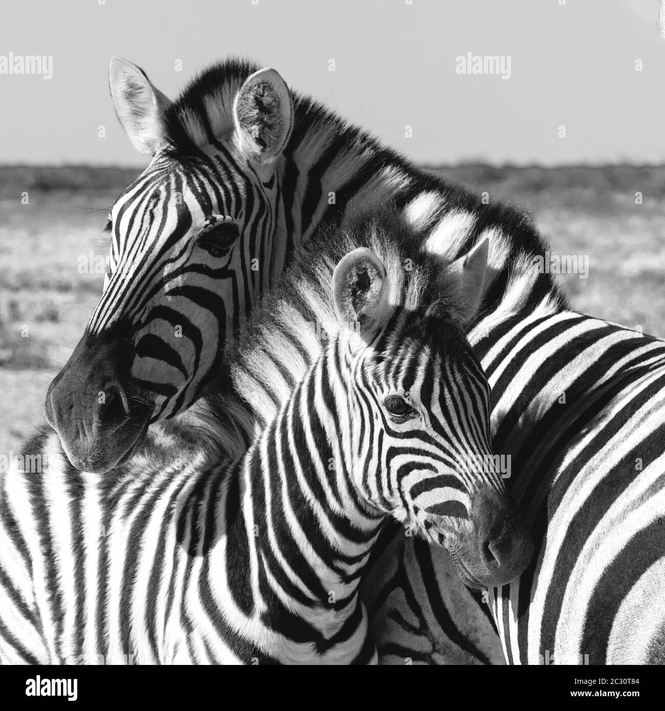 Schöne abgestreift Zebra und Kalb im afrikanischen Busch. Etosha Wildreservat, Namibia, Afrika Safari Wildlife. Wildes Tier in der Natur Lebensraum. Dies ist Af Stockfoto