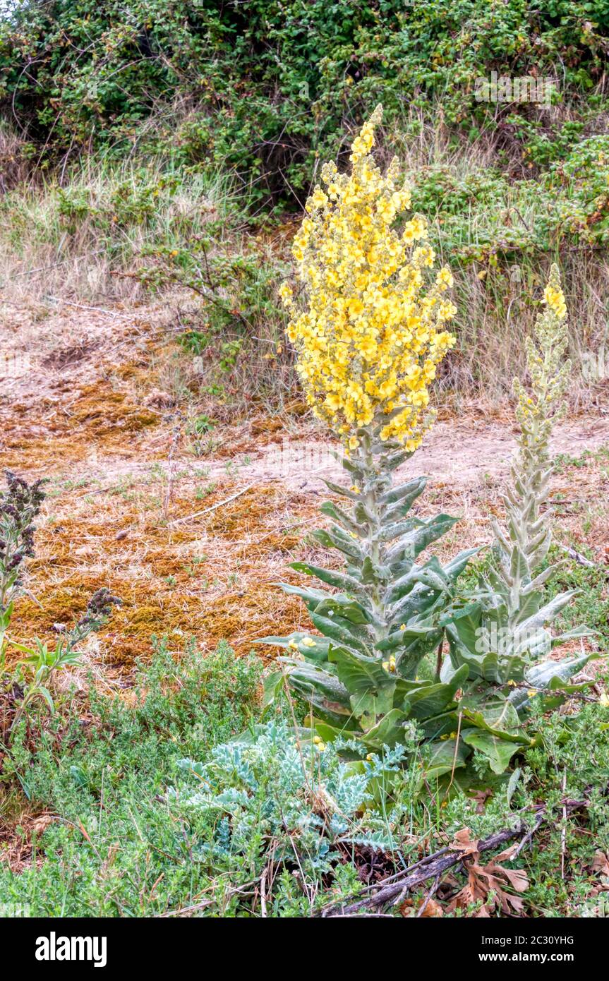 Gemeine Königskerze, Verbascum thapsus, blühend und wächst auf dem Grasland in Norfolk. Stockfoto