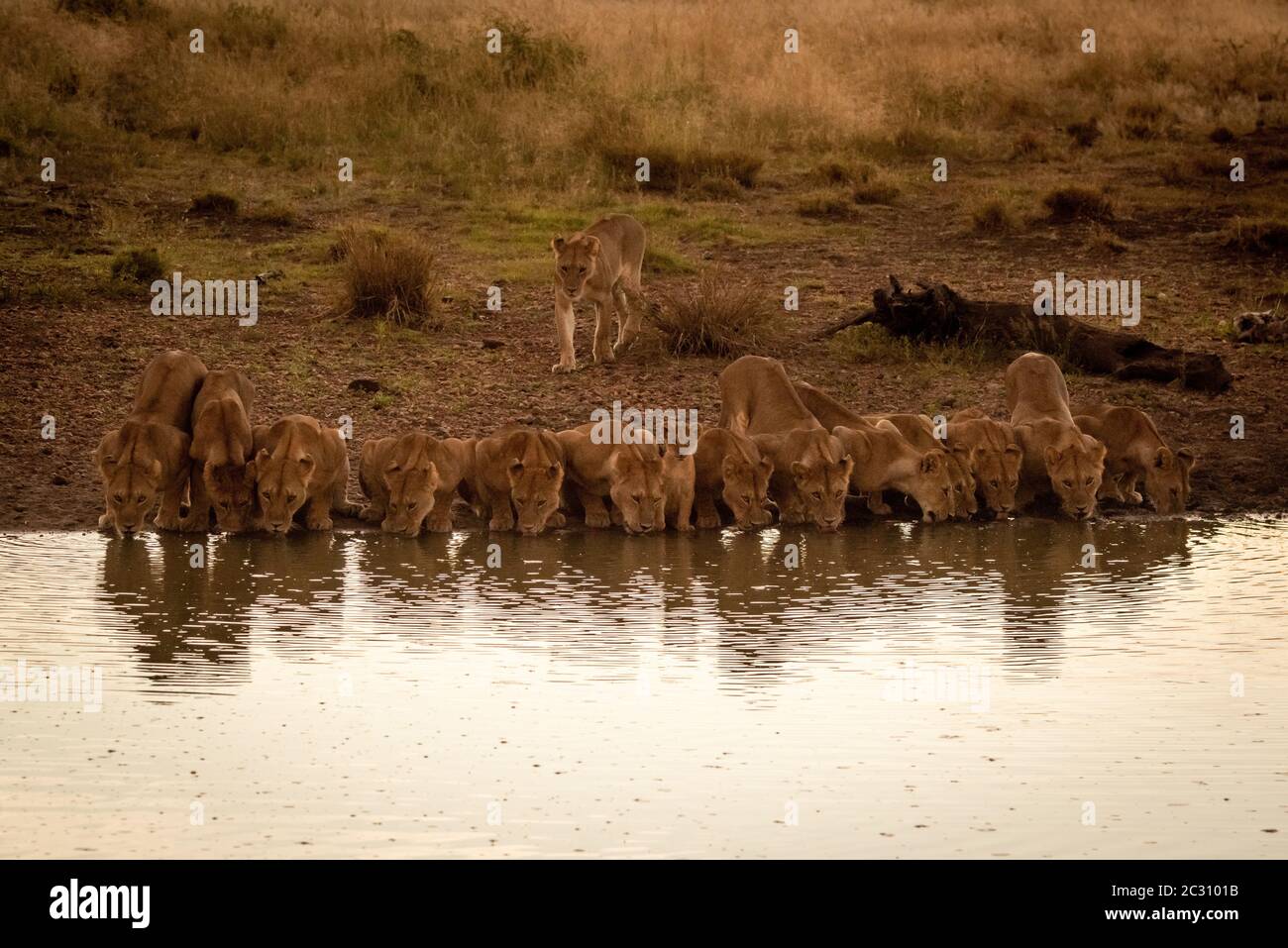 14 Lions liegen Trinken von Wasser Loch Stockfoto