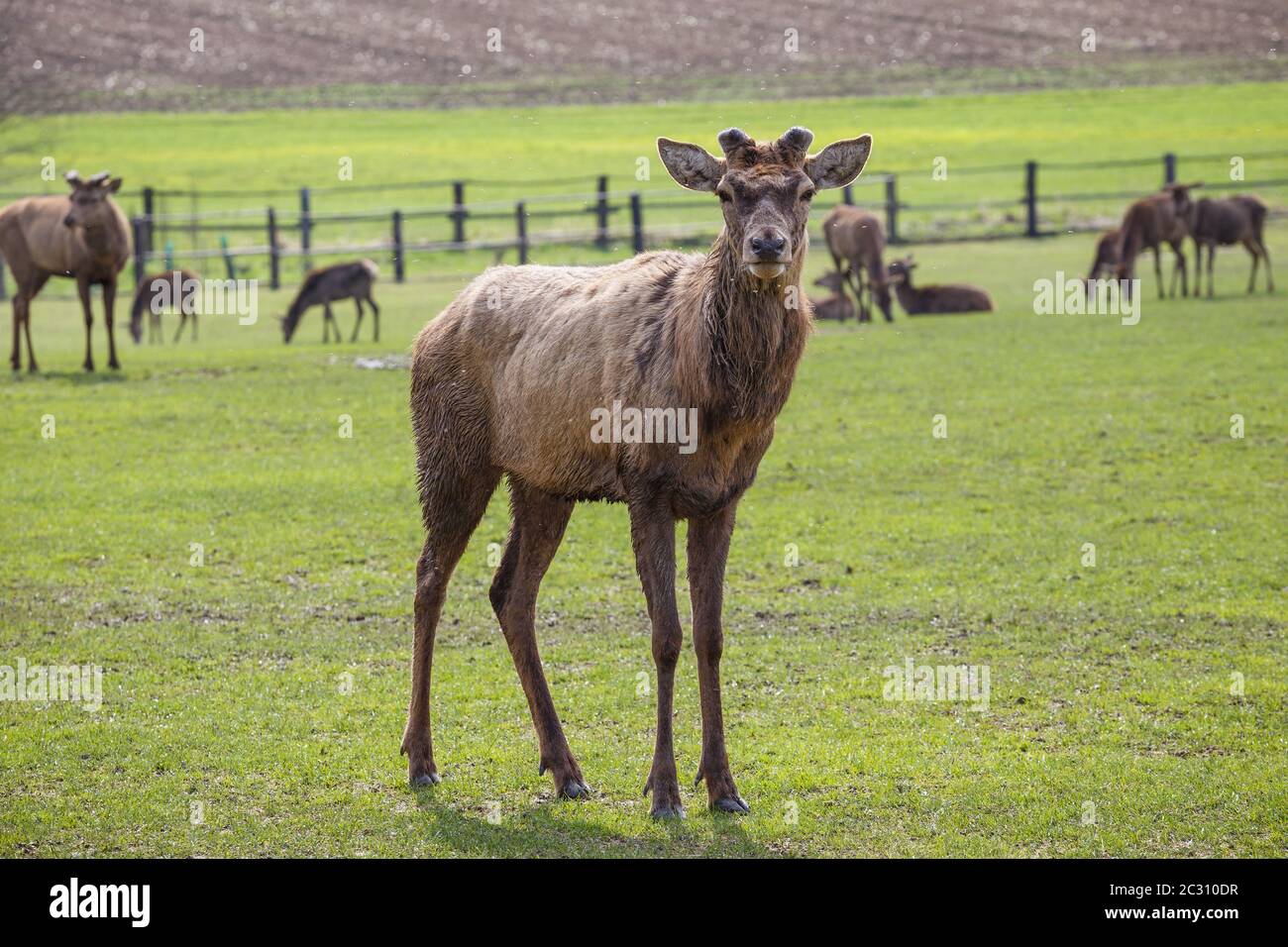 Hirsche ohne Geweih Stockfoto