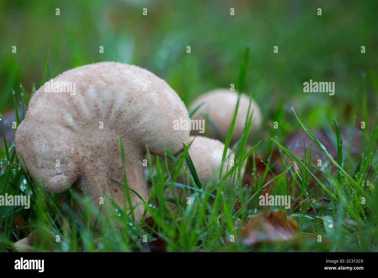Im Gras wachsende gewöhnliche Puffbälle (Lycoperdon perlatum) Stockfoto