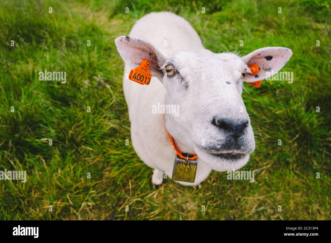 Schafe auf Bergfarm an bewölkten Tag. Norwegische Landschaft mit Schafen Weiden im Tal. Schafe auf Berggipfel Norwegen. Ökologisch Stockfoto