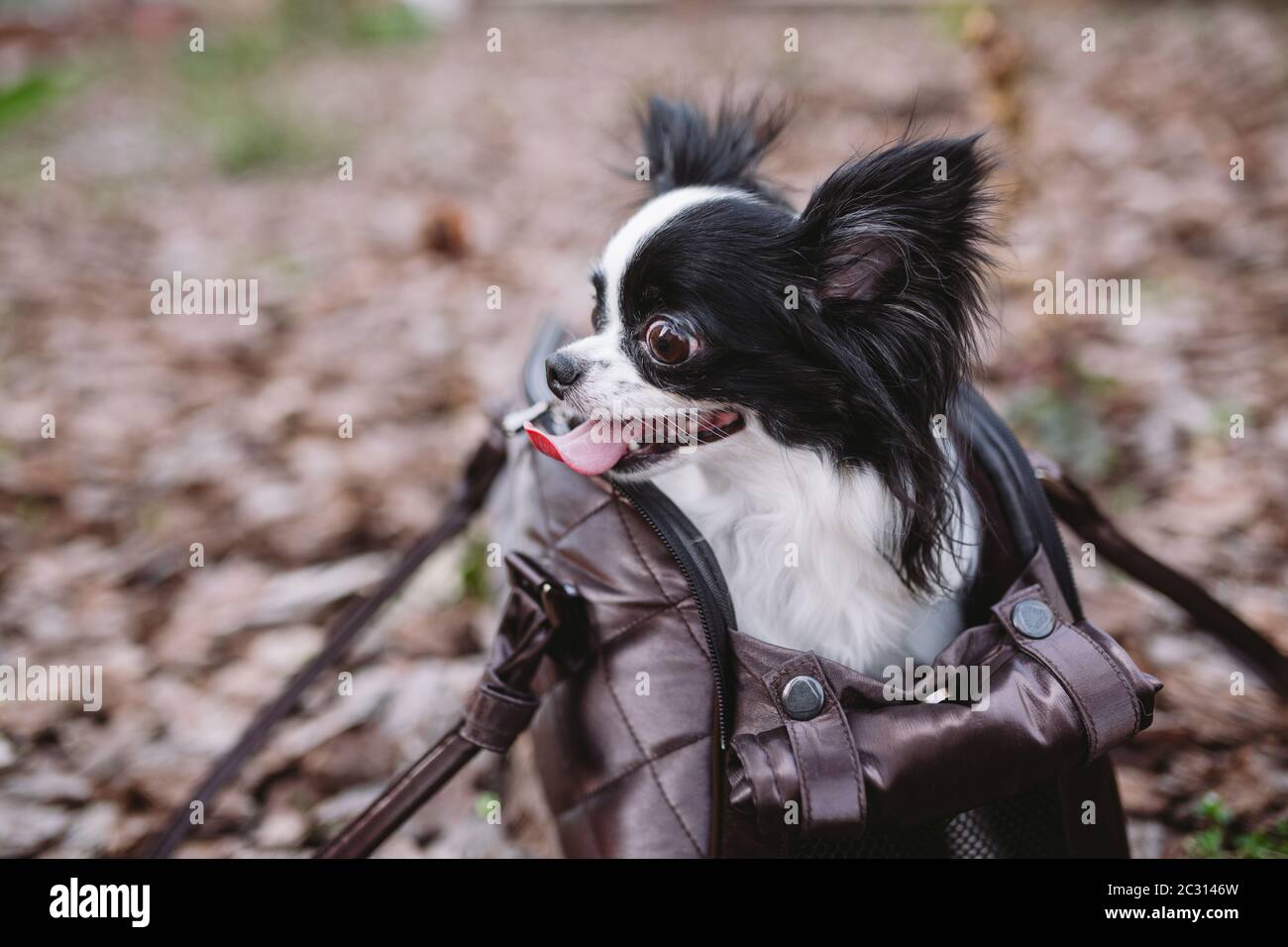 Pet Travel Carrier. Transportbox für kleinen Hund. Hund Tasche transportieren. Chihuahua und pet. Transport eines Hundes in einer Handtasche Stockfoto