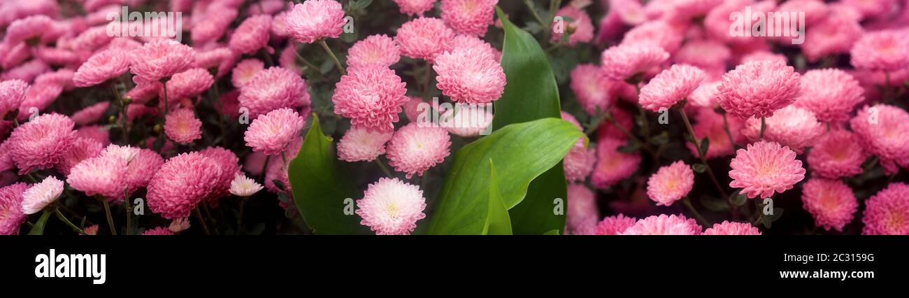 Nahaufnahme von Blumen Stockfoto