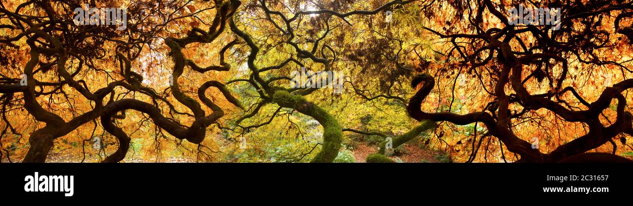 Blick auf Zweige japanischer Ahornbäume im Wald Stockfoto