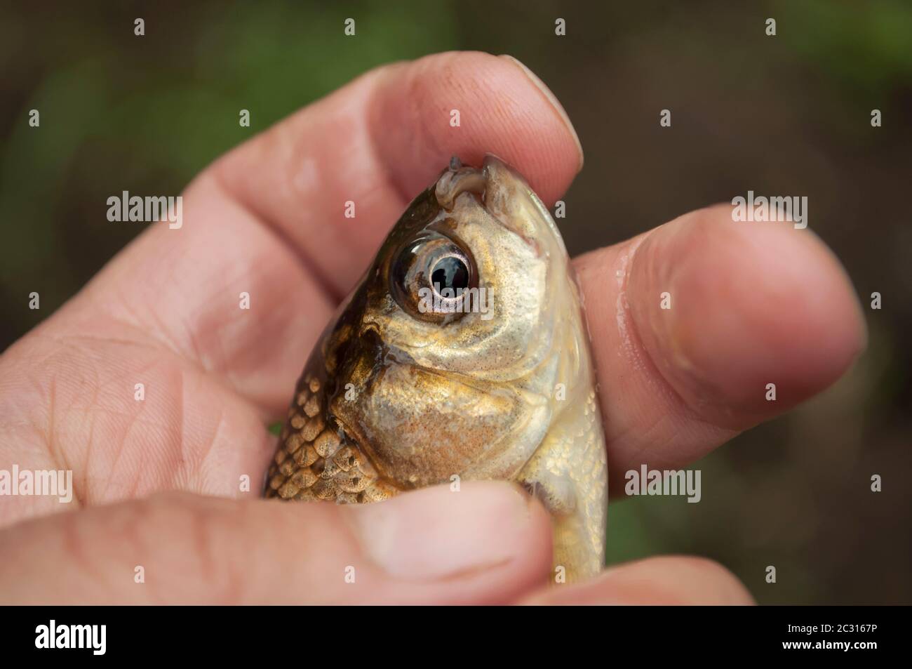 Fisch in der Hand. Sie können einen Teil der Hand und des Kopfes einer Karausche mit Schuppen in der Handfläche auf einem unscharfen Hintergrund sehen Stockfoto