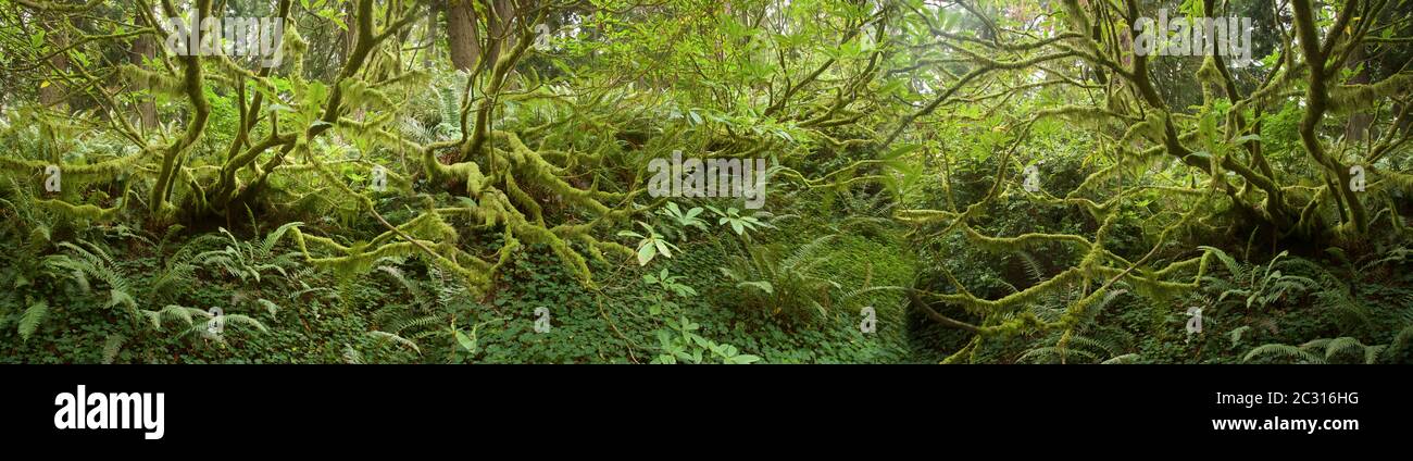 Blick auf moosige Zweige im Pacific Northwest Forest Stockfoto