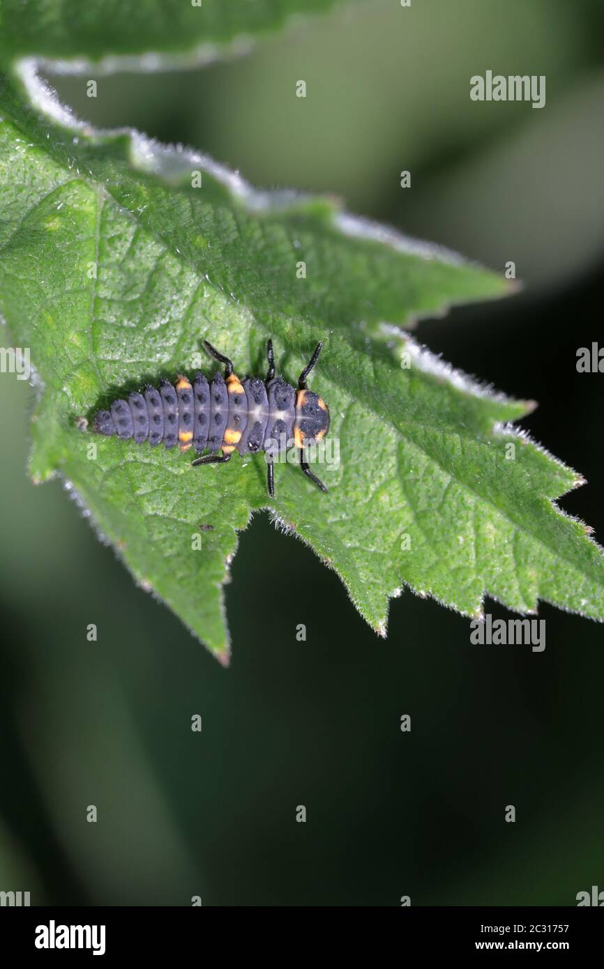 Die Larven des Marienkäfer (Coccinellidae), der wie winzige Alligatoren auf dem Neetle-Blatt in England aussieht. Stockfoto