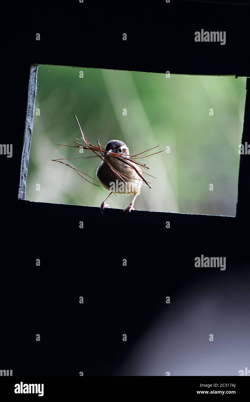 Carolina wren mit Nistmaterial Stockfoto
