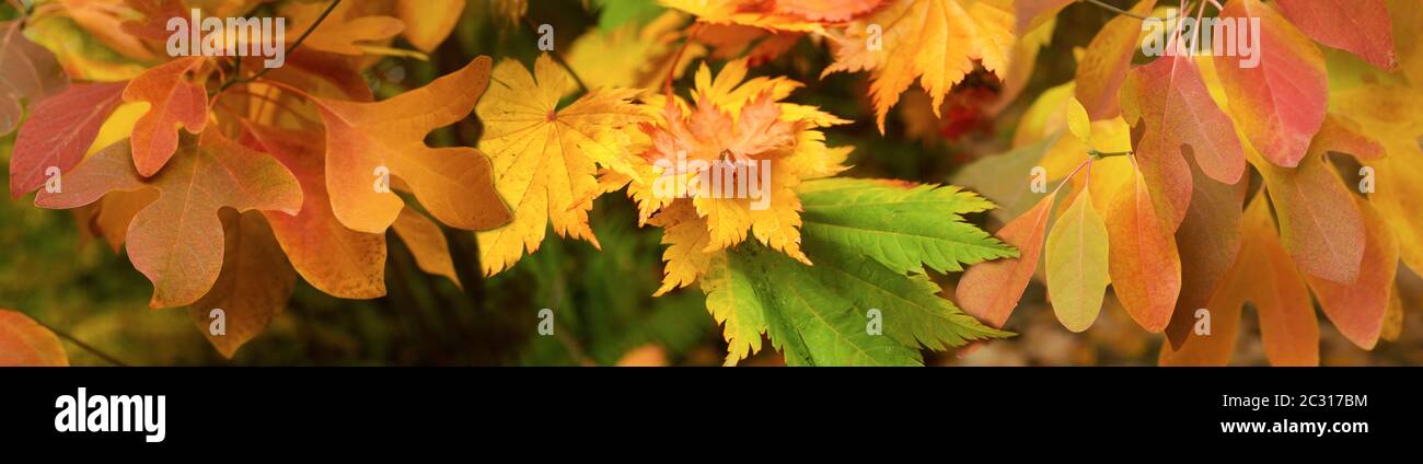 Nahaufnahme der Blätter im Herbst Stockfoto