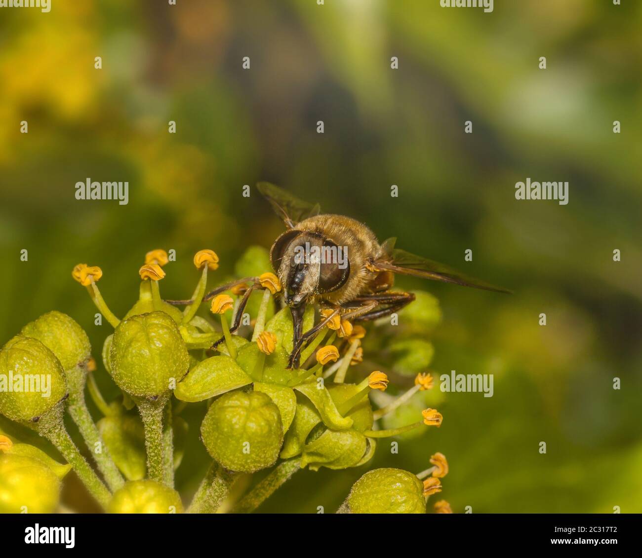 Dronefly 'Eristalis tenax' Stockfoto