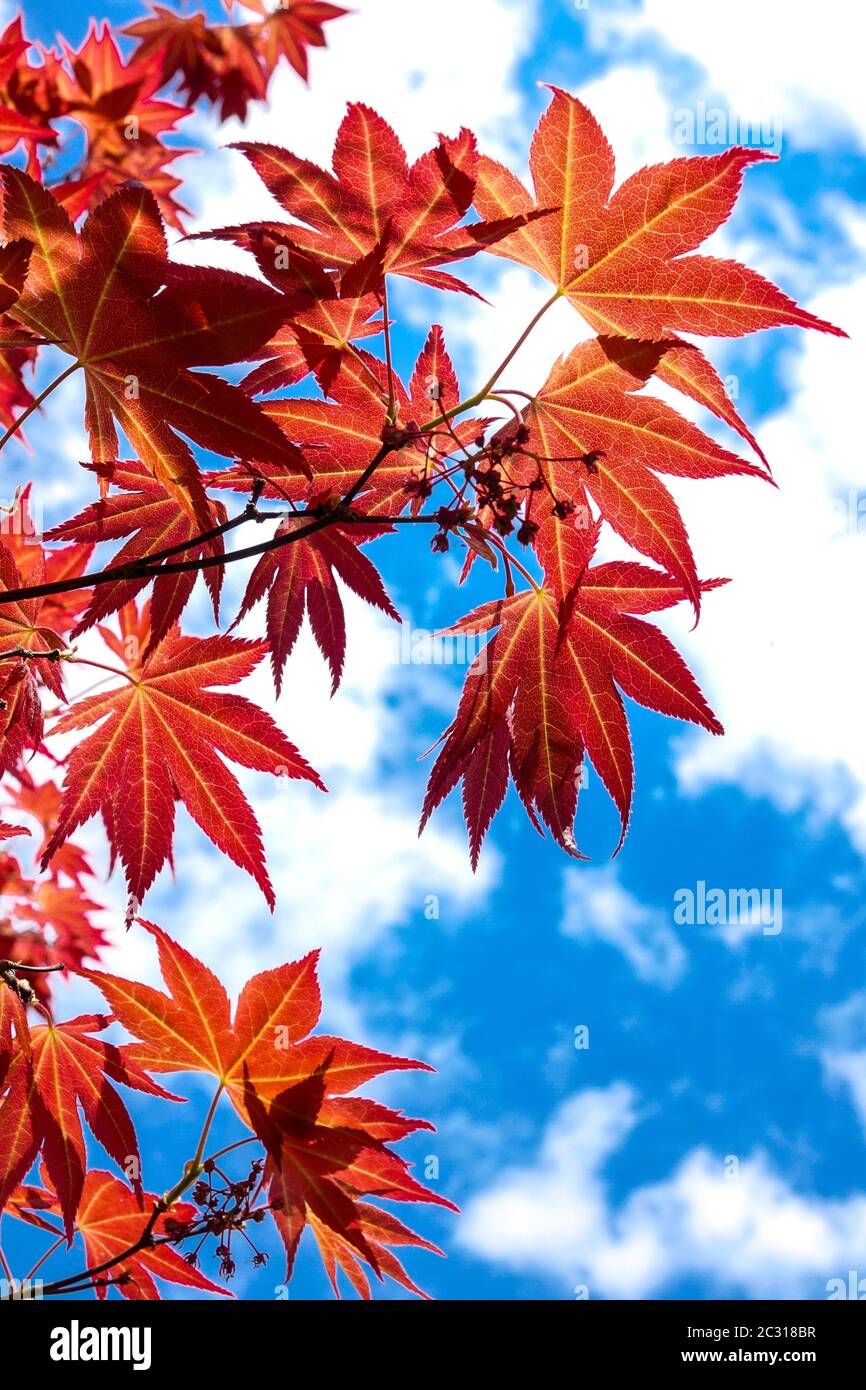 Acer Bloodgood rote Ahornblätter Stockfoto