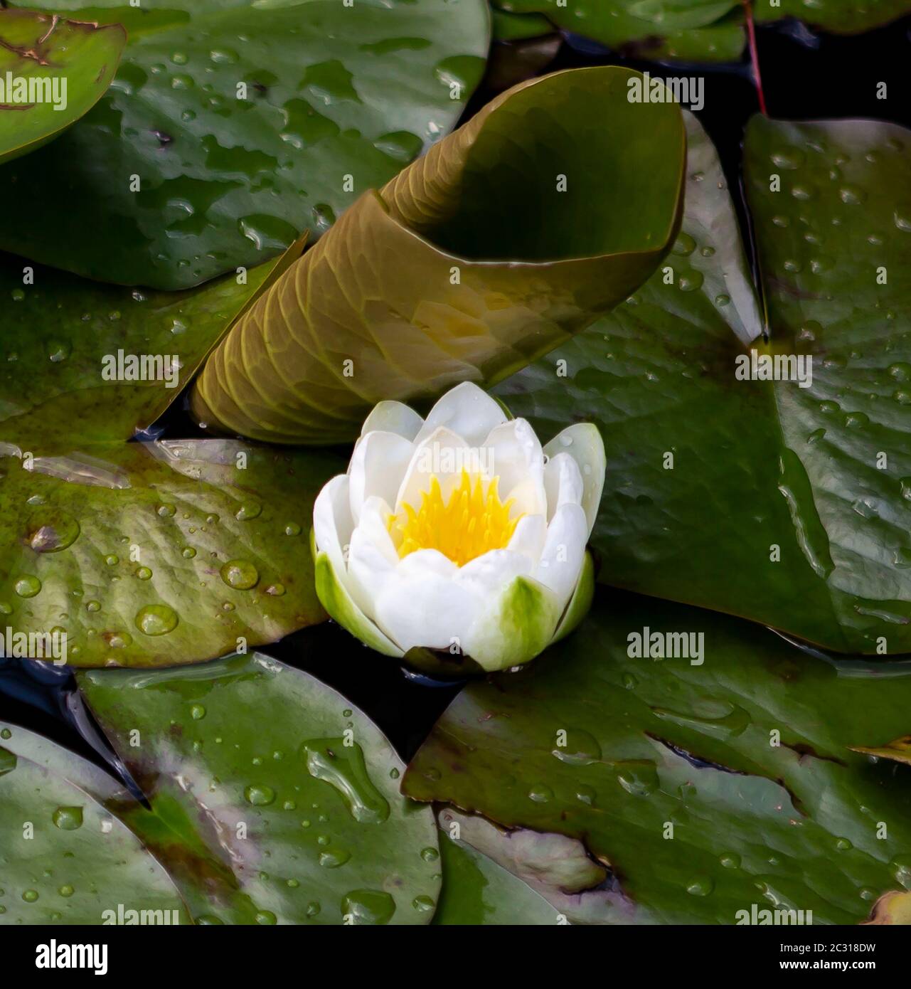 Seerosen- und Lilienpads auf einem Gartenteich Stockfoto