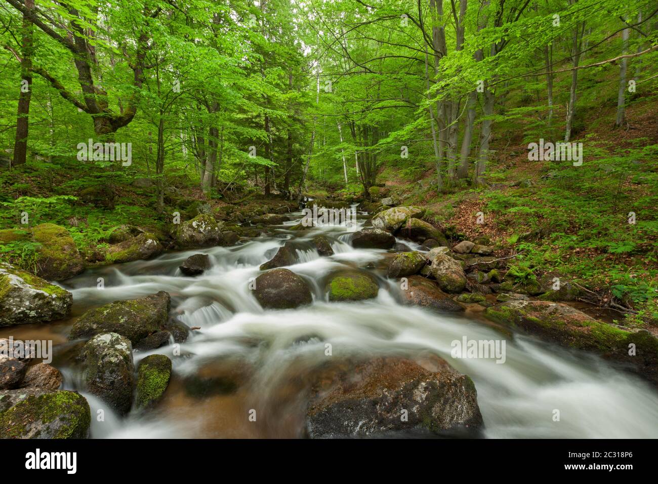 Frühling-Fluss Stockfoto