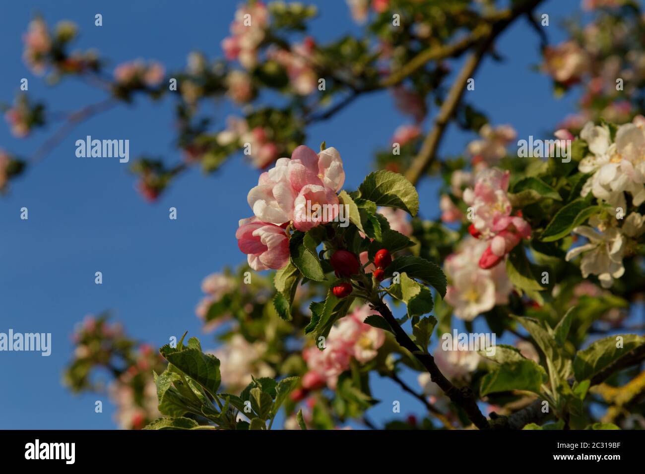 Wilder Crabapple Baum in Blüte in der englischen Landschaft vor einem blauen Himmel Stockfoto