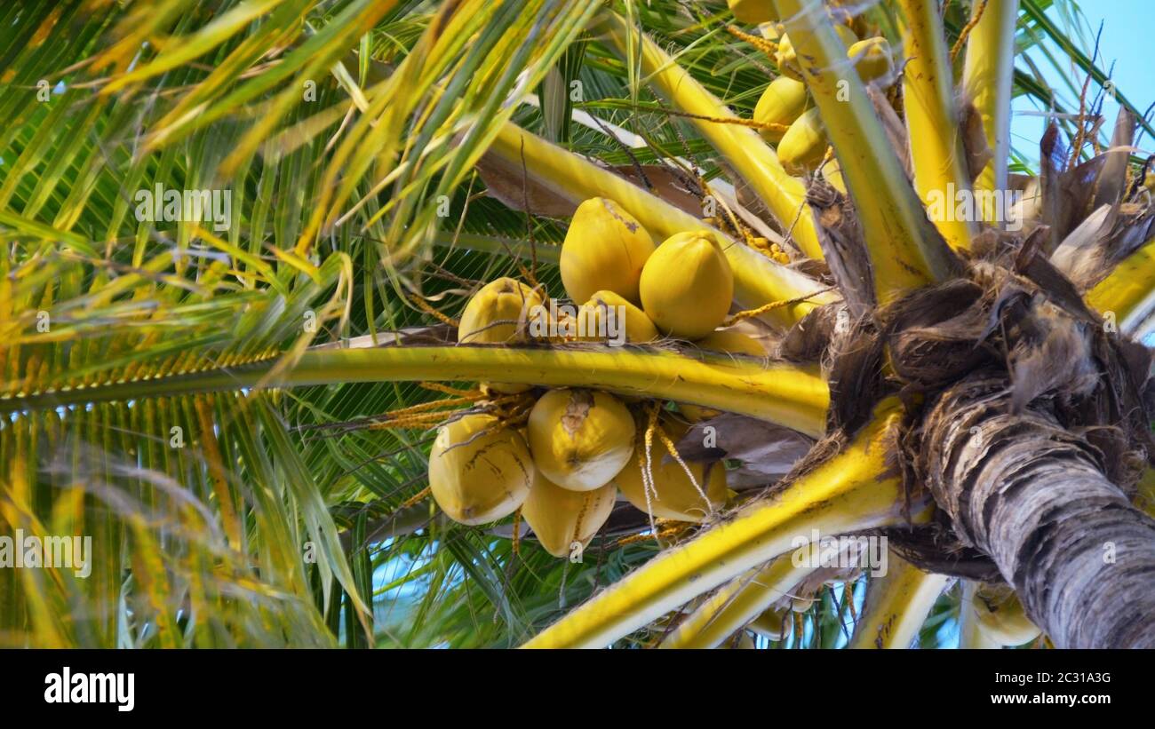 Kokosnusspalmen Blick von unten. Tropische Szenerie. Stockfoto