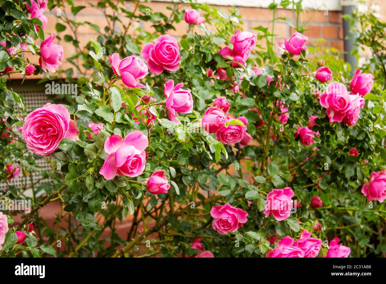 Rosenblüten mit der berühmten Rosa Centifolia foliacea, der Provence Rose oder Kohlrose Stockfoto