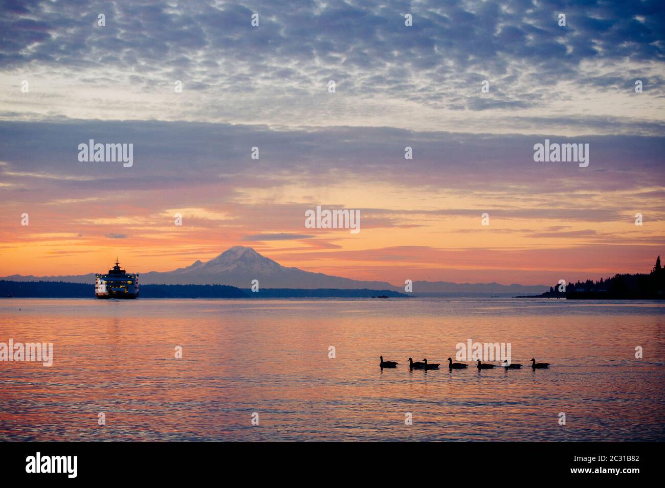 Fähre und Gänse in Puget Sound und Mount Rainier bei Sonnenuntergang, Washington, USA Stockfoto