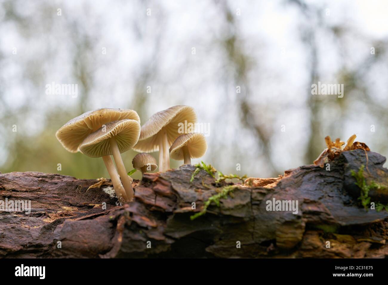 Pilze der Gattung Mycena auf einem toten Baumstamm im Wald Stockfoto