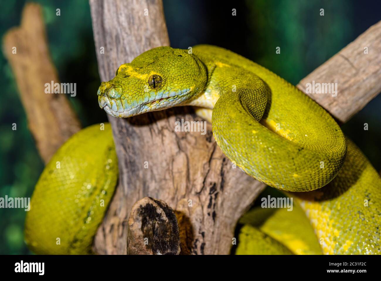 Green Tree Python (Morelia viridis) gefangen. Heimat Australien, Indonesien, Neuguinea, Reptilien-Reptilienzoo, Vaughan, Ontario, Kanada Stockfoto