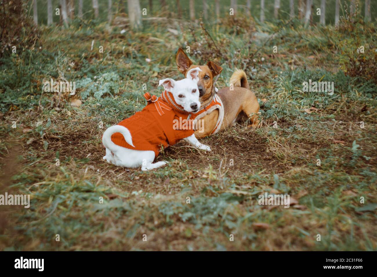Zwei kleine Hundefreunde spielen zusammen auf einer Wiese. Analoger Vintage-Film-Look mit wirbeligen Bokeh. Verspielte Hunde in der kalten Jahreszeit Stockfoto
